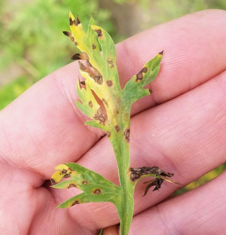 Foliar disease in carrot