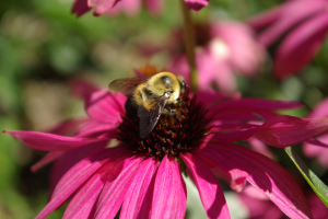 Do not spray pollinator-attractive plants with insecticides when open flowers are present