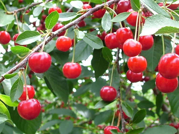 Cherries on a tree.