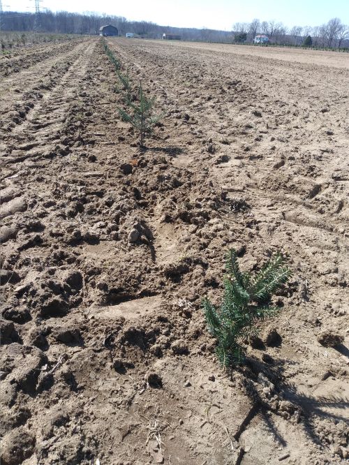 Successful Christmas tree planting in field.