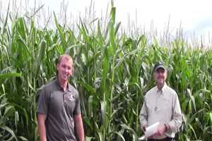 Selecting corn hybrids for silage based on quality measures - Dairy