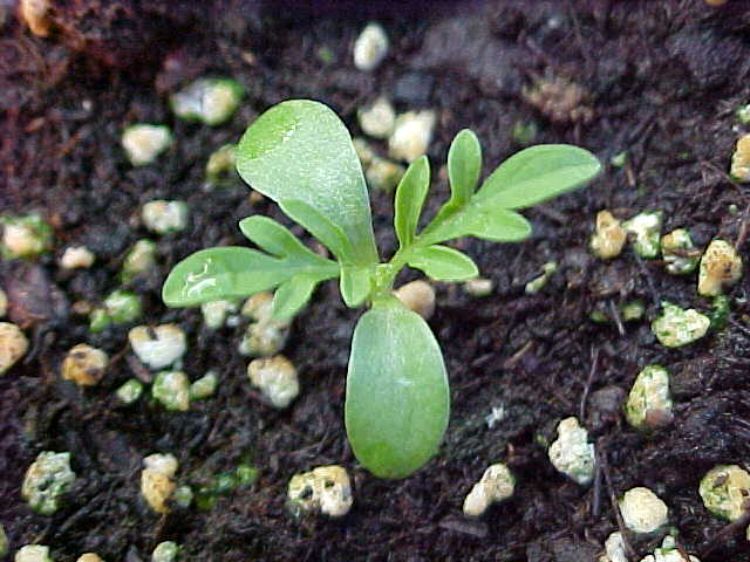 Common ragweed seedling. Photo: Steve Gower