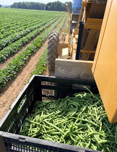 Green beans being harvested.
