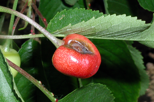 Lesions on fruit appear circular, brown and sunken.