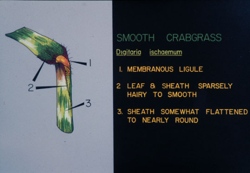 Smooth Crabgrass5.jpg