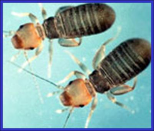 Booklice