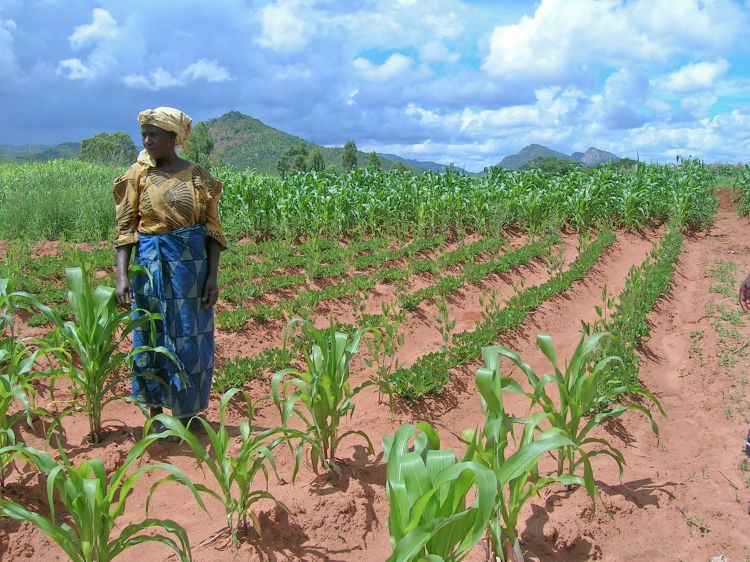 African woman in crops