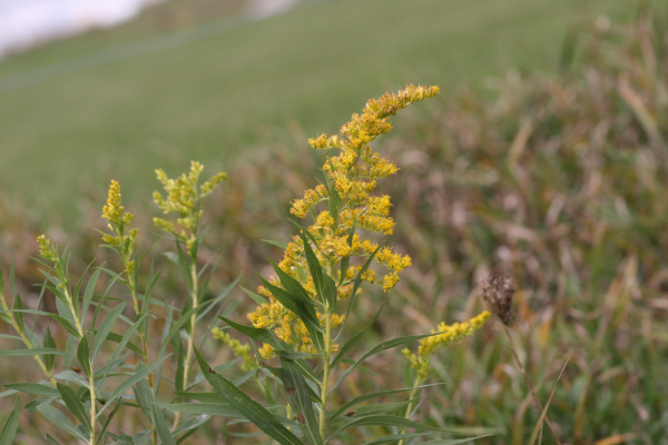 Canada goldenrod flower