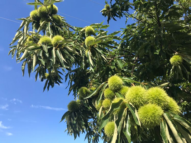 Chestnuts burrs on a tree, almost ready to be harvested.