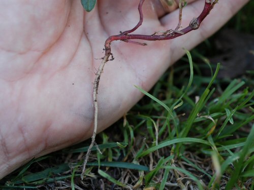 Prostrate Pigweed5.jpg