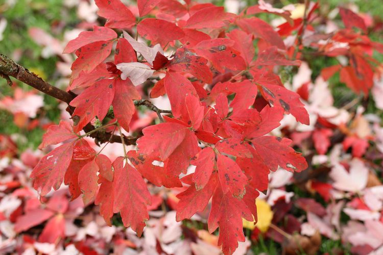 Paperbark maple. Photo by Jean-Pol Grandmont, Wikimedia Commons.