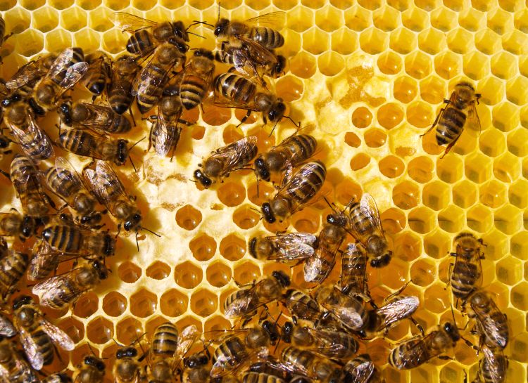 honey bees in hive