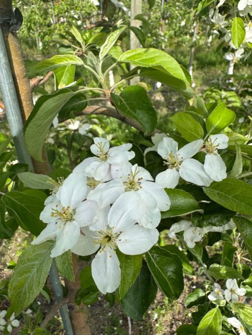 Close-up photo of an apple tree branch at early bloom stage with open white flower blossoms.