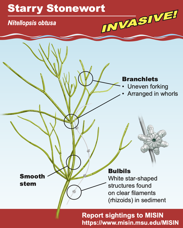 Cover image shares diagram of the invasive aquatic plant, starry stonewort. Diagram shows close up of the plant, including branchlets with uneven forking arranged in whorls, stems that are smooth in texture, and produces white star-shaped structures found on clear filaments in sediment.