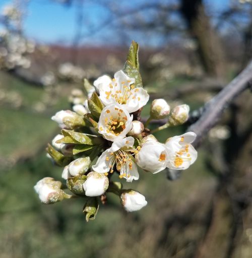 Japanese plum flowers