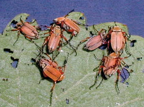 Feeding damage is most obvious on the leaves, though the greatest impact can be on young clusters when adult beetles remove the developing berries. 