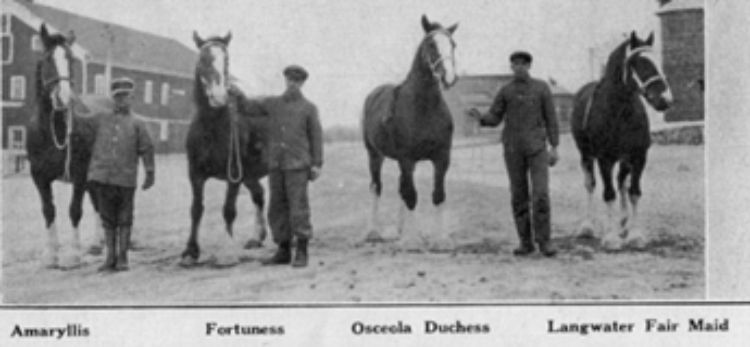 An old black and white photos of four large Clydesdale horses standing next to three men.