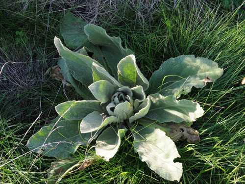 Common Mullein1.jpg