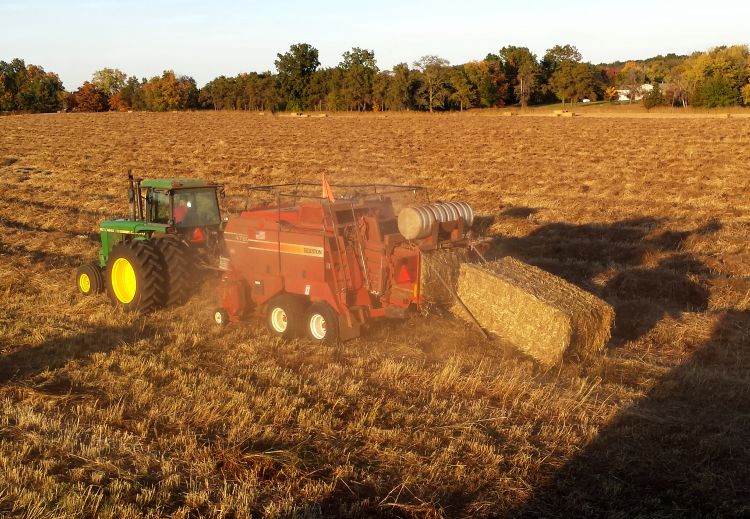 Baling frost-killed switchgrass in the fall at the Great Lakes Bioenergy Research Center scale up field near Kellogg Biological Station.