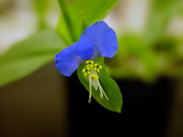 Asiatic dayflower plant