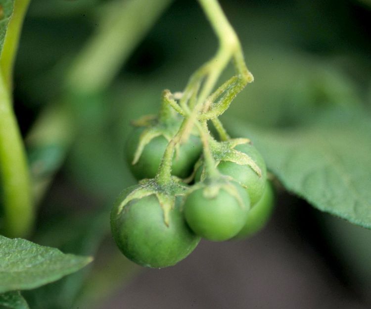 Green potato fruit hanging on a vine.