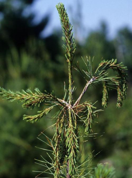 White pine needles curling.