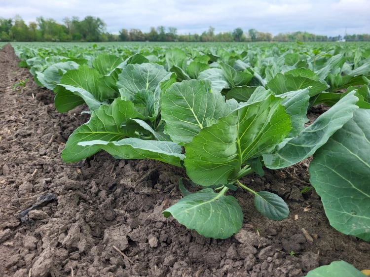 Young cabbage leafing out from the ground and beginning to grow.