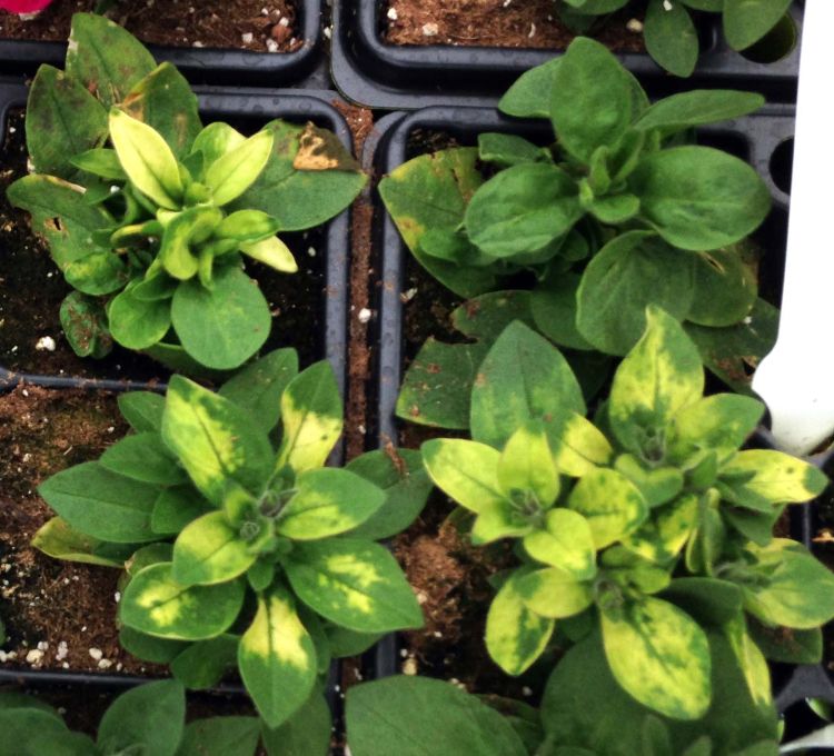 Tobacco mosaic virus (TMV) on petunia. Photo credit: Heidi Wollaeger, Michigan State University Extension