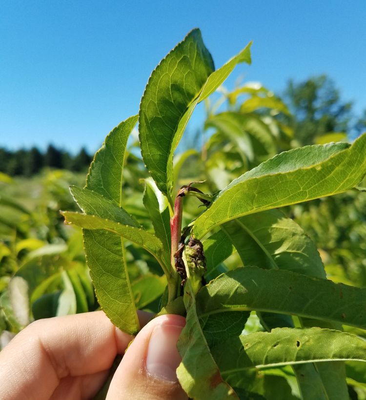 Peach shoot damage