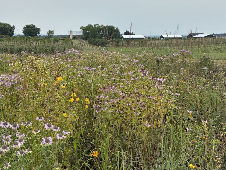 A planting for pollinators on a farm.