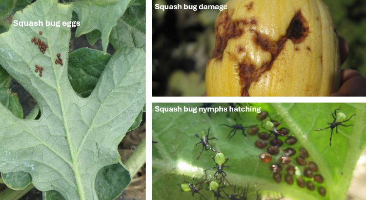 Three-panel collage showing squash bug eggs clustered on the underside of a leaf, squash bug nymphs hatching from eggs, and squash fruit with dark, sunken feeding damage.