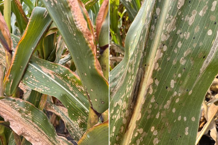 Symptomatic corn leaves showing representative leaf spot symptoms.