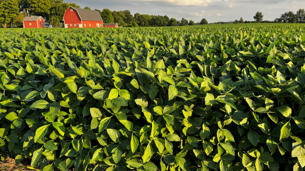 A red barn in a field of soybeans.