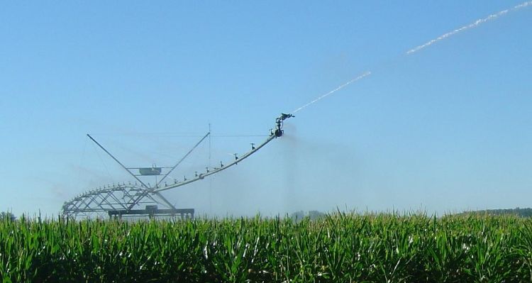 Irrigated corn