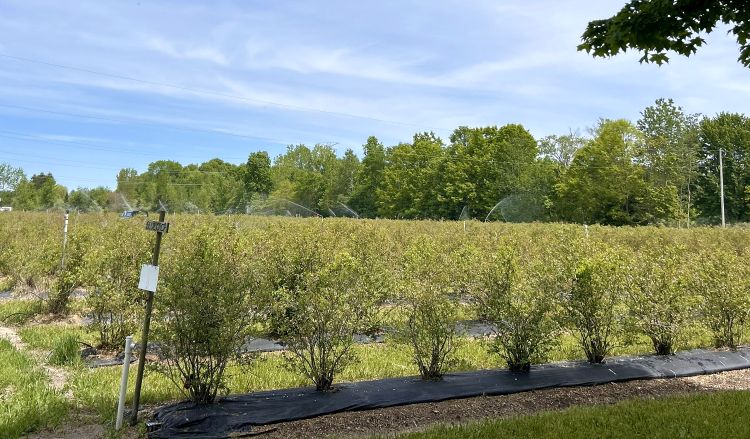 Irrigation at the Trevor Nichols Research Center blueberry fields.