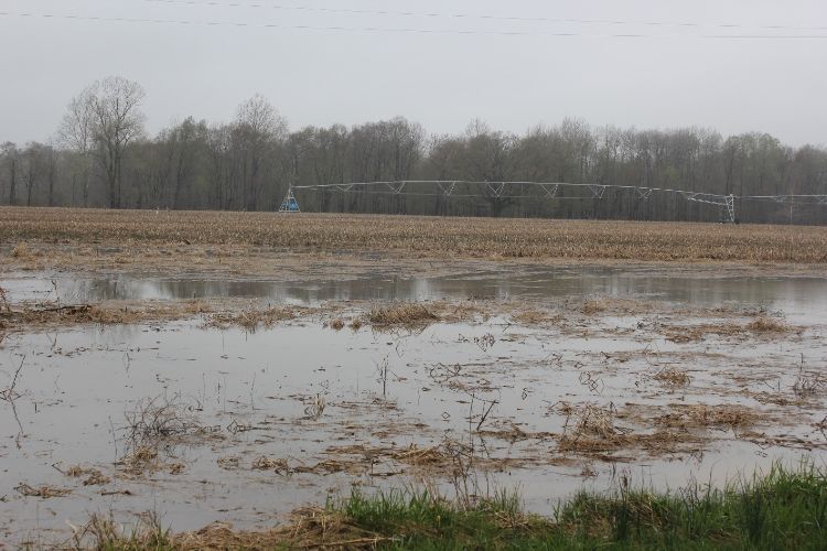 Flooded field