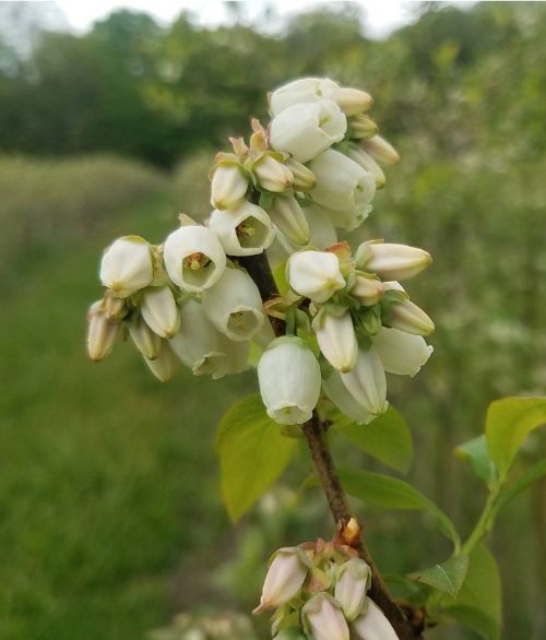 Blueberries in bloom