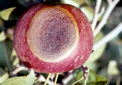 The fungal spores are creamy, white to pink and tend to form concentric circles within the lesion.