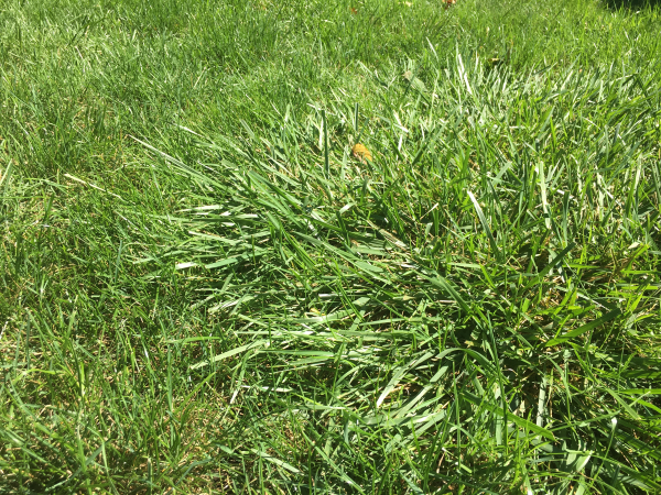 Tall fescue plant.