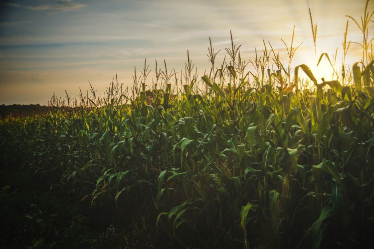 Corn field with the sun setting behind the field.