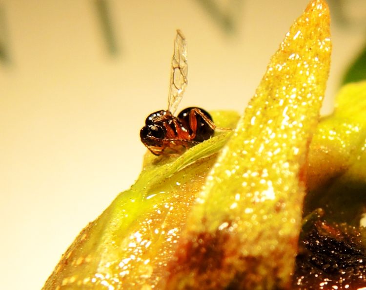 Asian chestnut gall wasp newly emerged from a gall formed at the base of chestnut leaf petioles. Asian chestnut gall wasps are very small. The female pictured here is just 3 millimeters in length. Photo credit: Erin Lizotte, MSU Extension