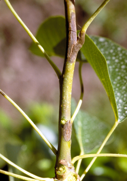 Lesions on shoots appear similar to leaf and fruit lesions and become corky.