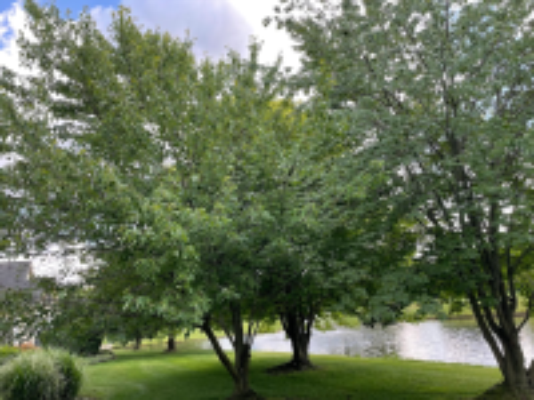 A group of mature maple trees and their surroundings.