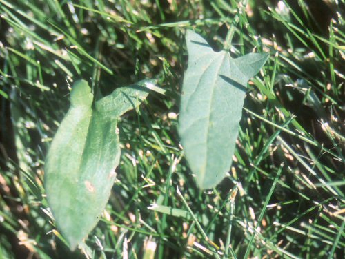  field bindweed8.jpg 