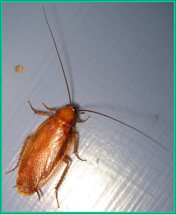 wood cockroach