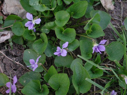  wild violet1.jpg 