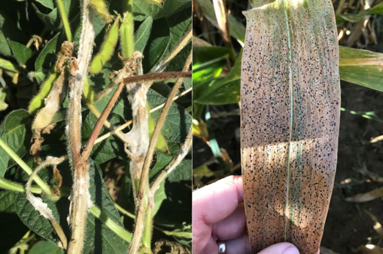 White mold in soybean and tar spot of corn.
