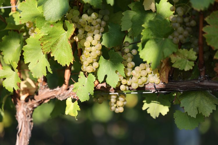 Yellow grapes hanging from a vine.