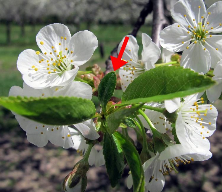 Cherry leaf spot bract leaf. Photo credit: George Sundin, MSU