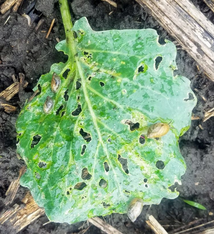 Leaves show ragged holes, slime trails, and snails